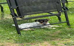 Jack Russell dogs for sale: 🐾Jack Russell Puppies🐾 - Image 36