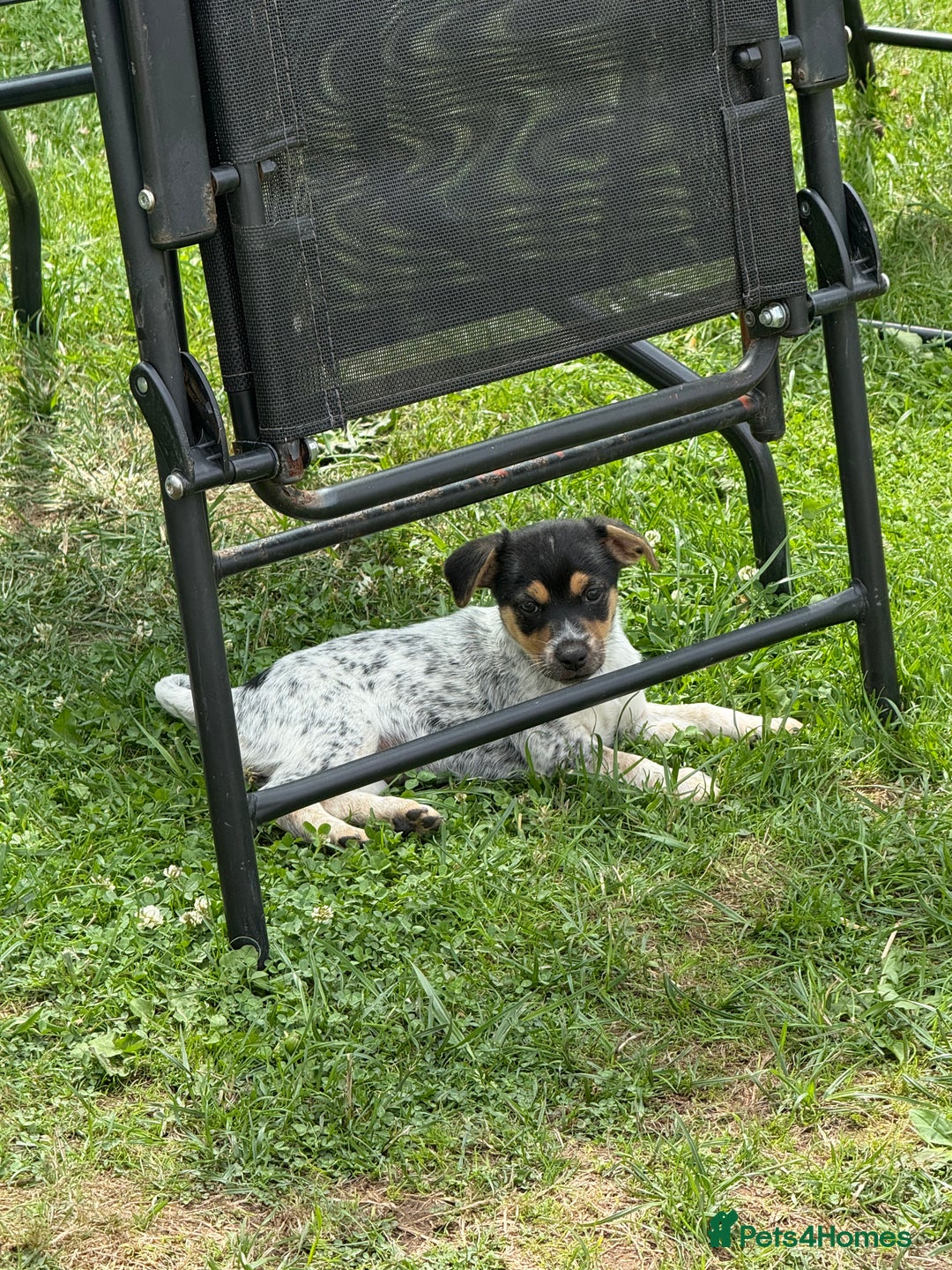 Jack Russell dogs for sale: 🐾Jack Russell Puppies🐾 - Image 36