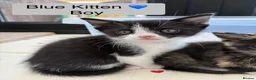 Mixed Breed cats for sale: Beautiful Siamese Cross Kittens  in Bristol - Advert 7