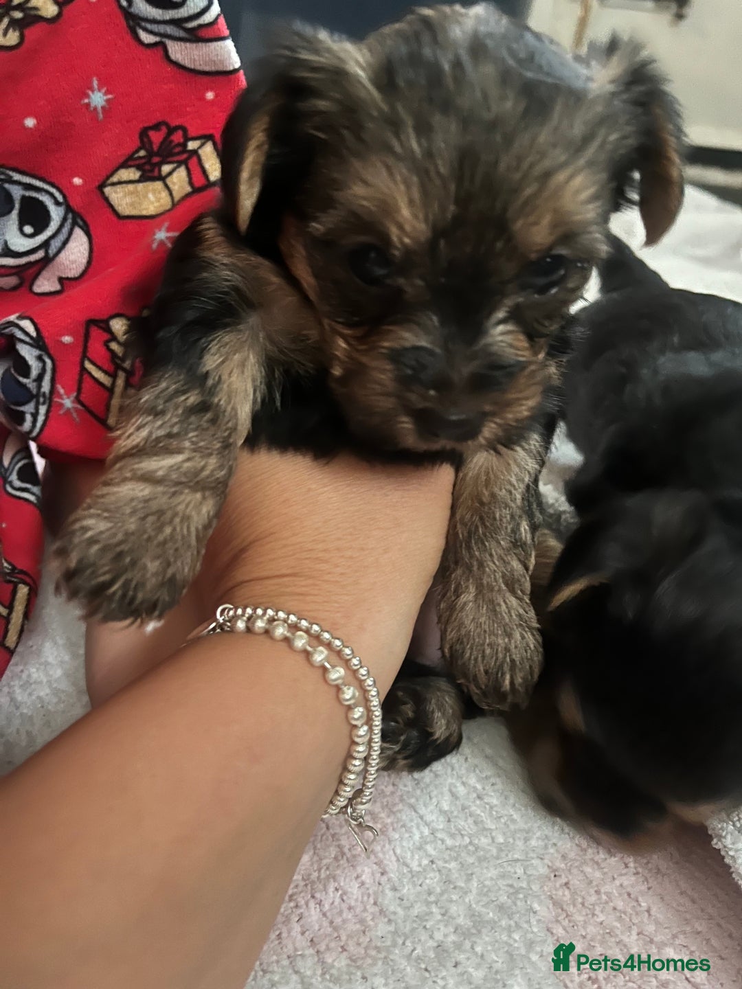 Yorkshire Terrier dogs for sale: yorkshire terrier pups - Image 4