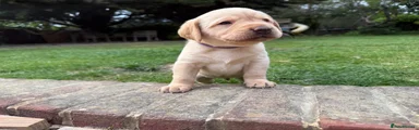 Labrador Retriever Puppy 1