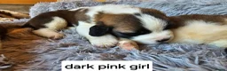 Saint Bernard dogs for sale: Saint Bernard‘s puppies - Advert 14