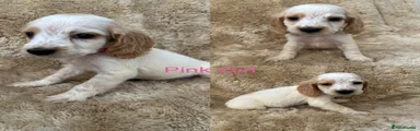 Cocker Spaniel 6
