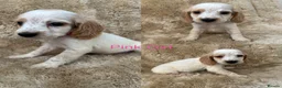 Cocker Spaniel dogs for sale: Cocker spaniel puppy’s READY SOON - Advert 18