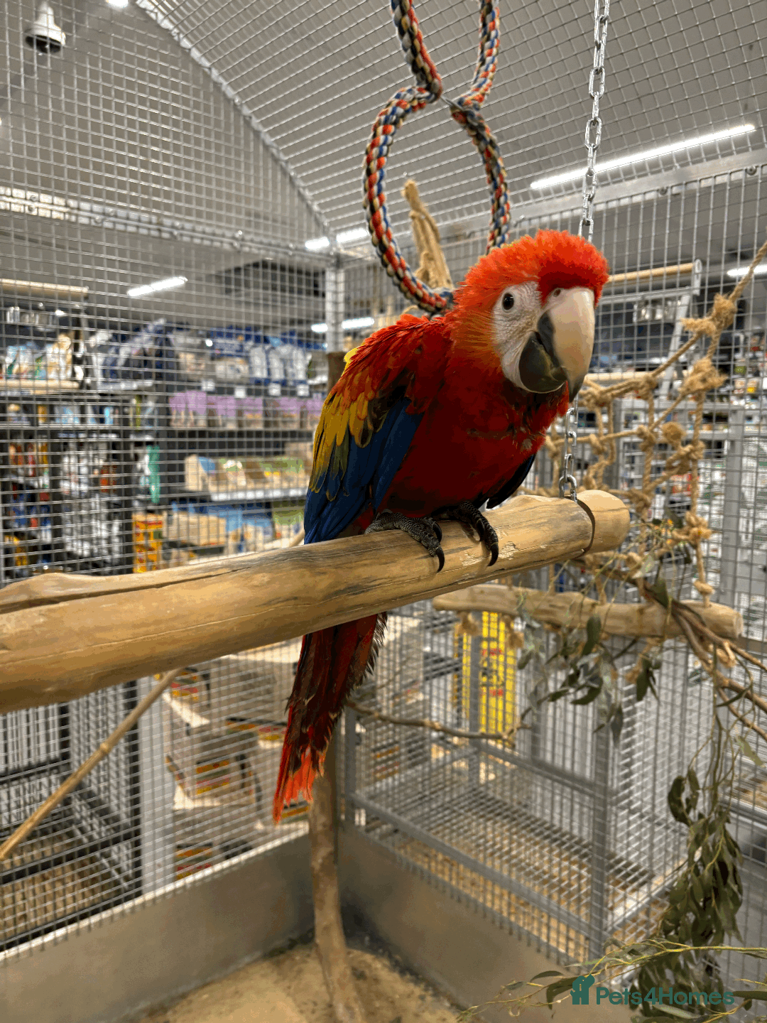 Macaws birds for sale: Variety of handreared tame baby macaws  - Advert 5