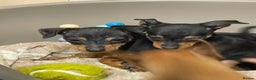 Miniature Pinscher dogs for sale: Beautiful Miniature Pinscher . - Advert 10