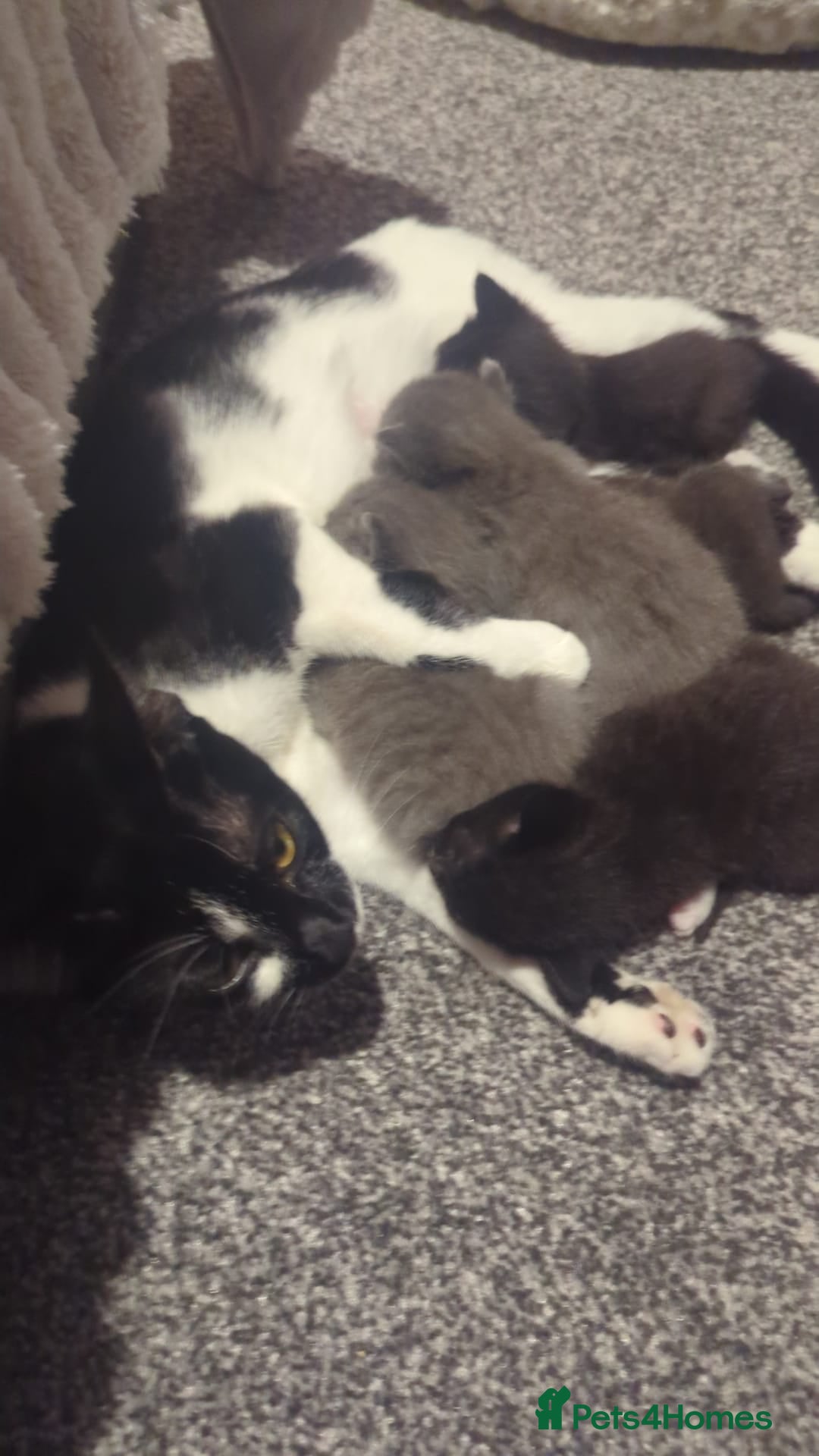 Mixed Breed cats 5 beautiful kittens - Advert 4