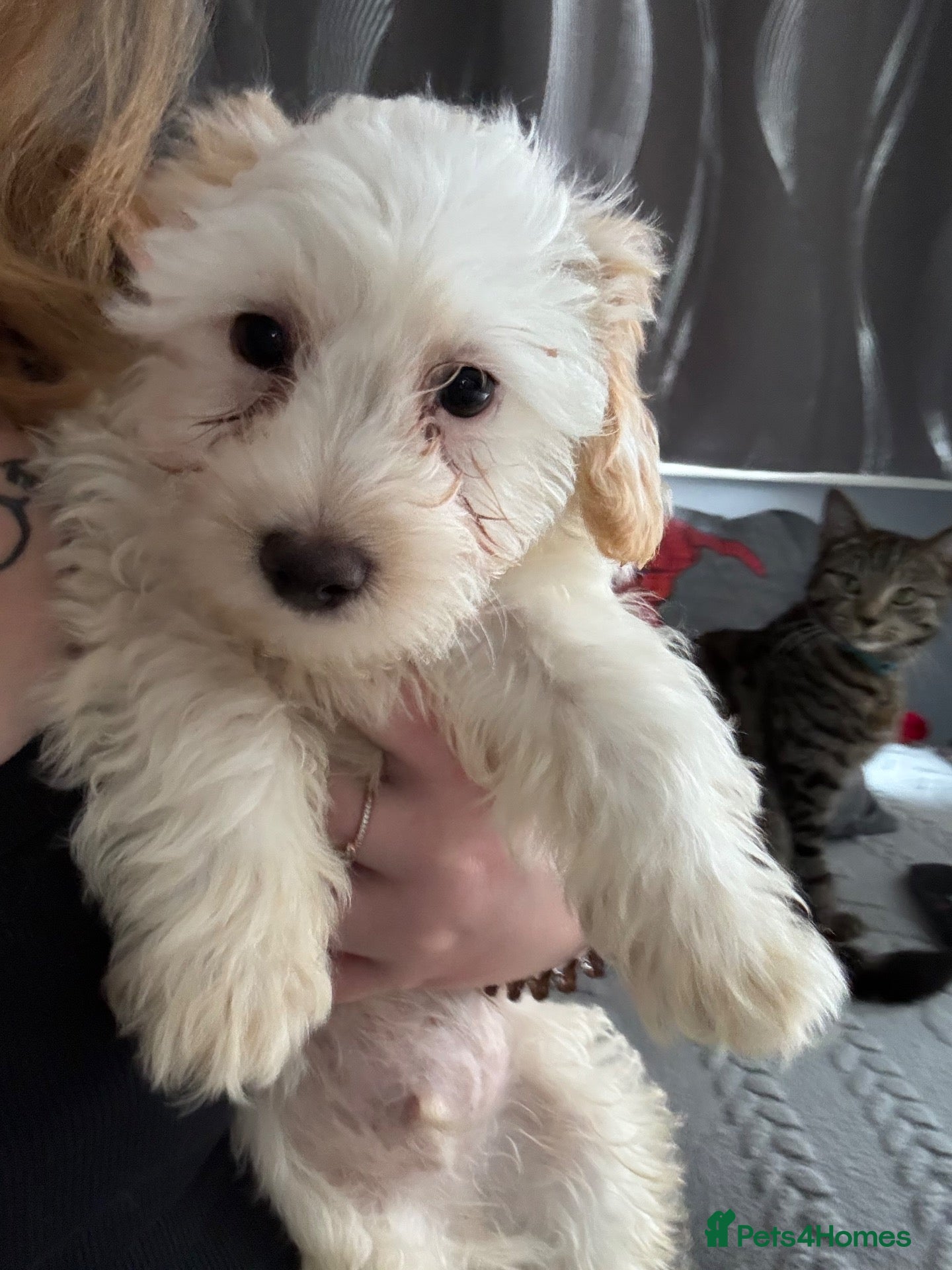 Maltipoo dogs Maltipoos 2 boys remaining  - Advert 14