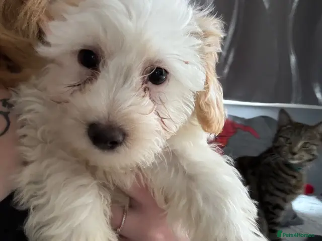 Maltipoo dogs for sale: REDUCED Maltipoos 2 boys remaining - Advert 1