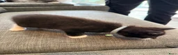 Maine Coon cats for sale: mainecoon kittens  - Advert 9