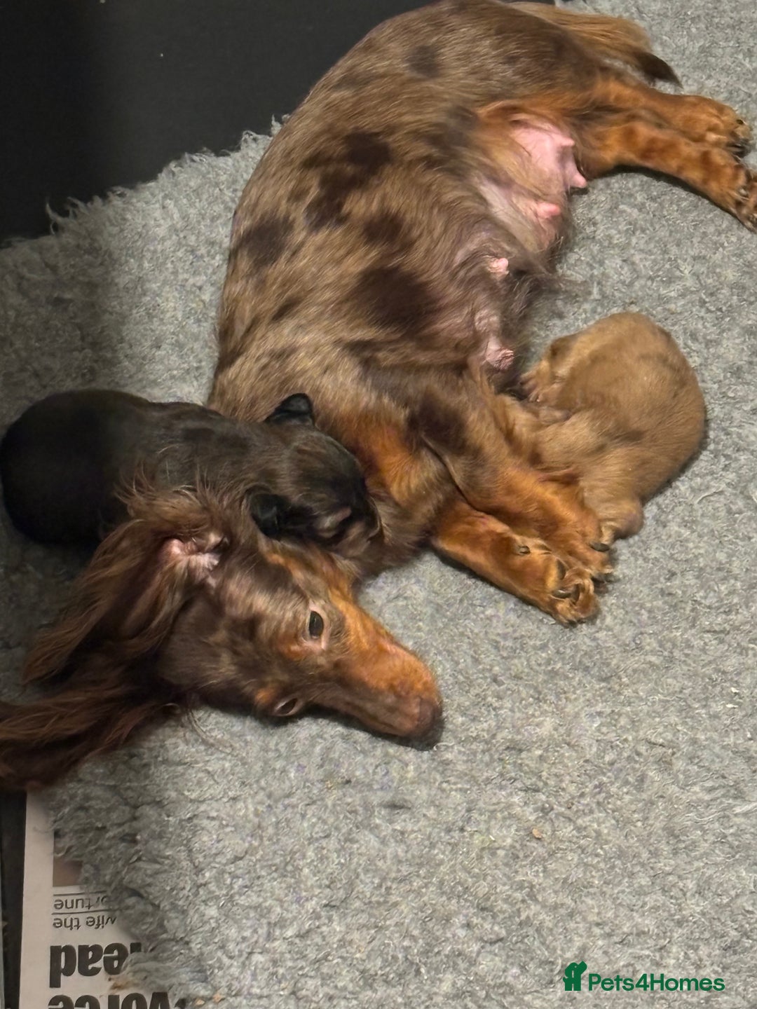 Miniature Dachshund dogs for sale: Here at Powells paws we have a beautiful litter. - Advert 1