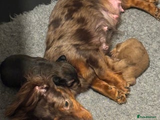Miniature Dachshund dogs Here at Powells paws we have a beautiful litter. - Advert 1