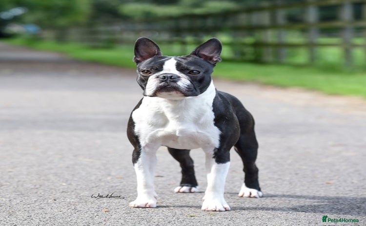 Boston Terrier dogs - Advert 1