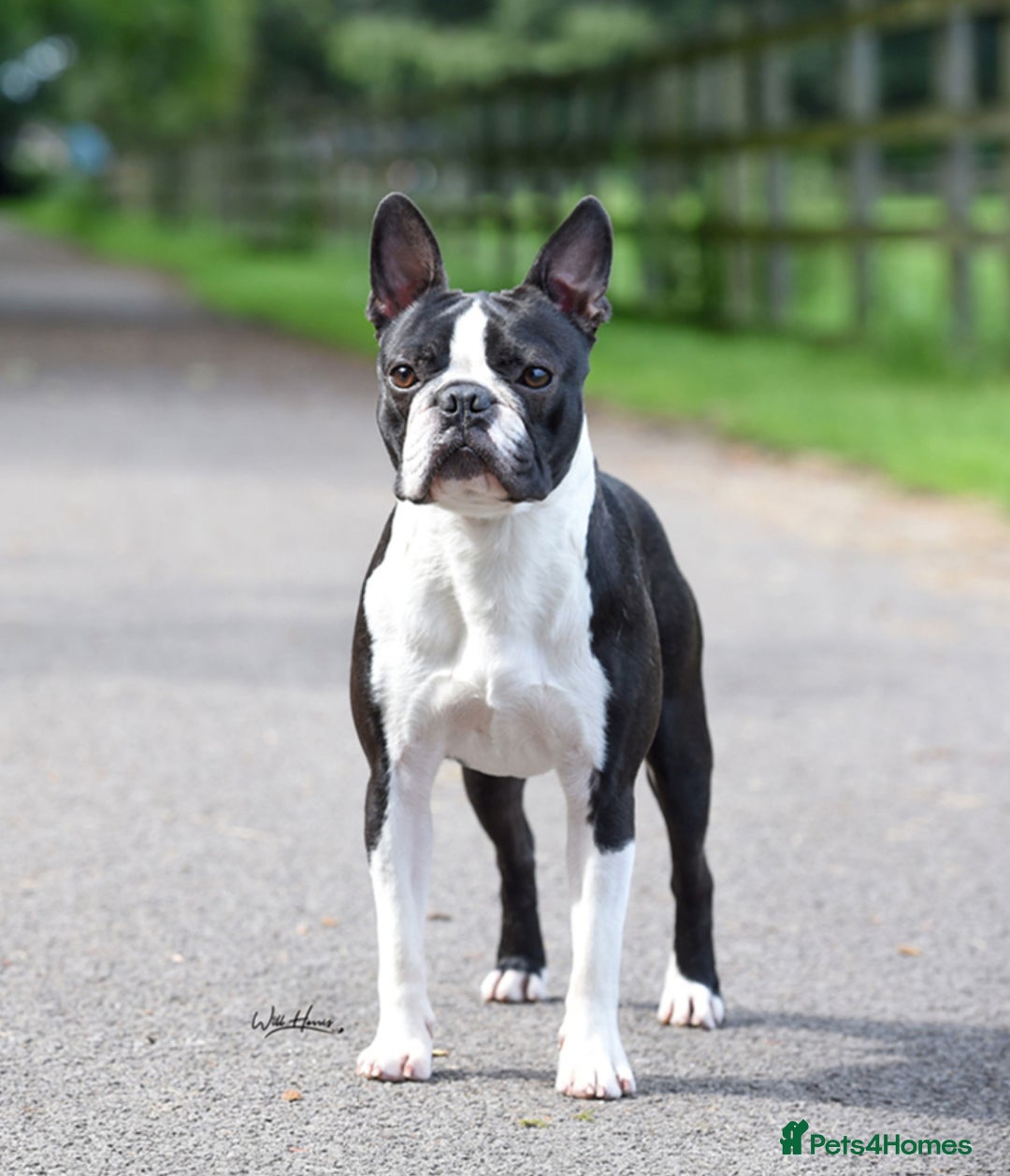 Boston Terrier dogs for stud: Champion Wildax Schubert offered at stud  - Image 1