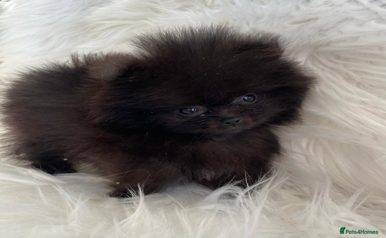 Pomeranian dogs - Advert 5