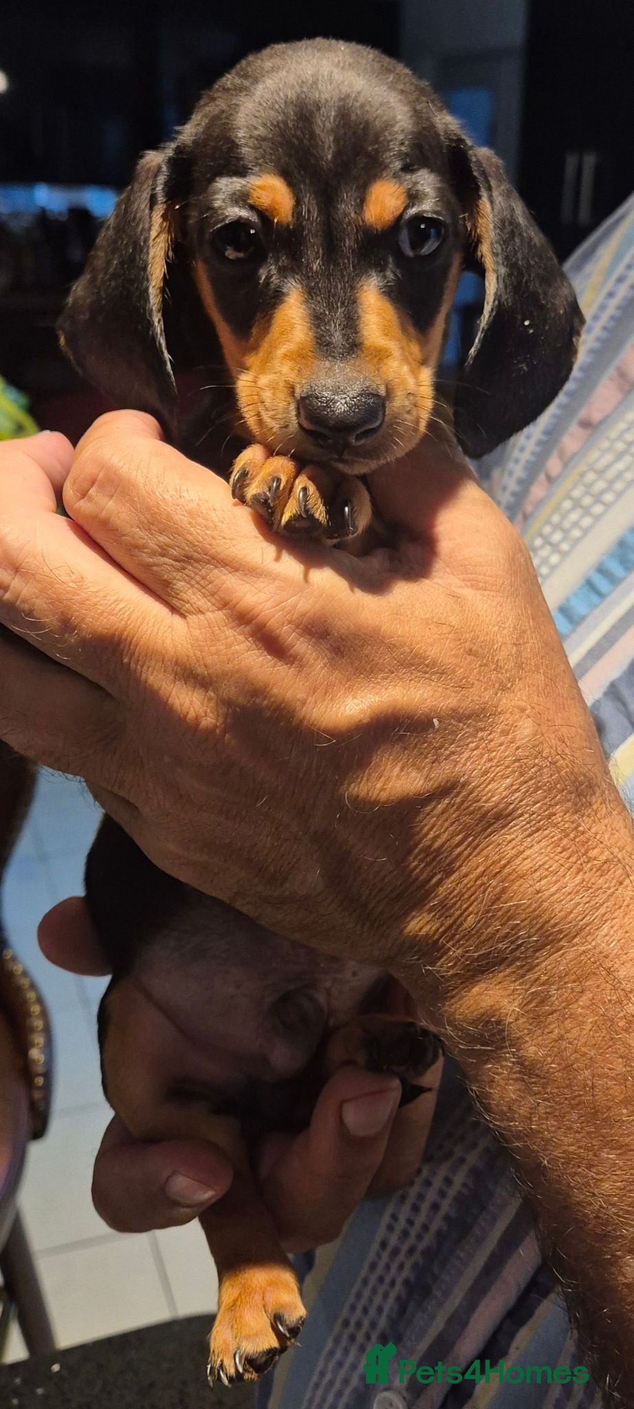 Miniature Dachshund dogs **Miniature Dachshunds Last male puppy**  - Advert 17