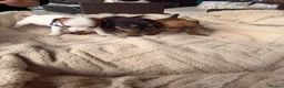 Jack Russell dogs for sale: stunning Jackrussel puppies - Advert 13