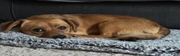 Mixed Breed dogs for adoption: Meet Tinkerbelle, currently residing in Essex in Rayleigh - Advert 3