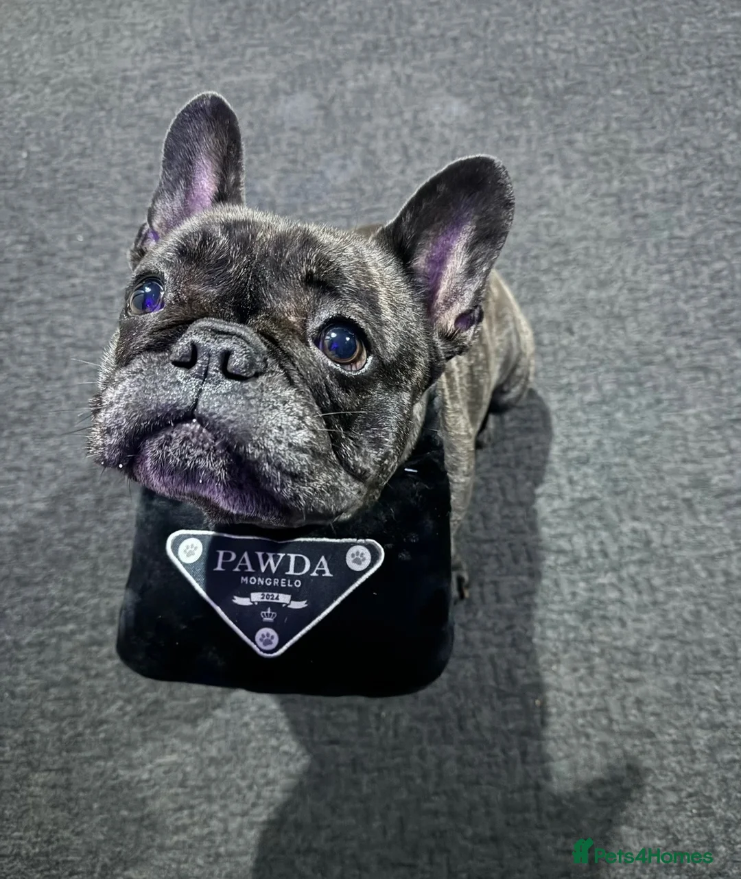 French Bulldog dogs for sale: French Bulldog for sale  - Advert 6