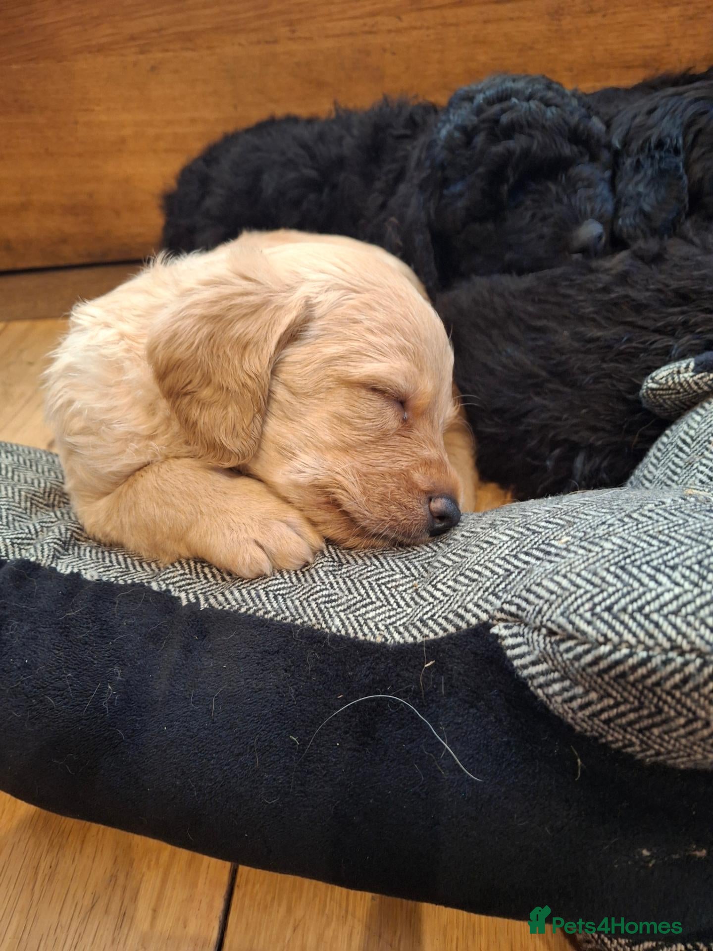 Labradoodle dogs Beautiful Labradoodle Puppies Available  - Advert 1