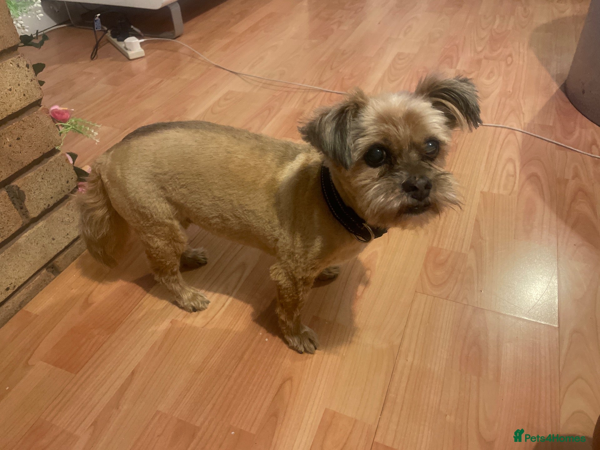 Mixed Breed dogs In need of a home - Advert 1