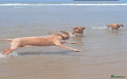 Hungarian Vizsla dogs for sale: Mark  - Image 1