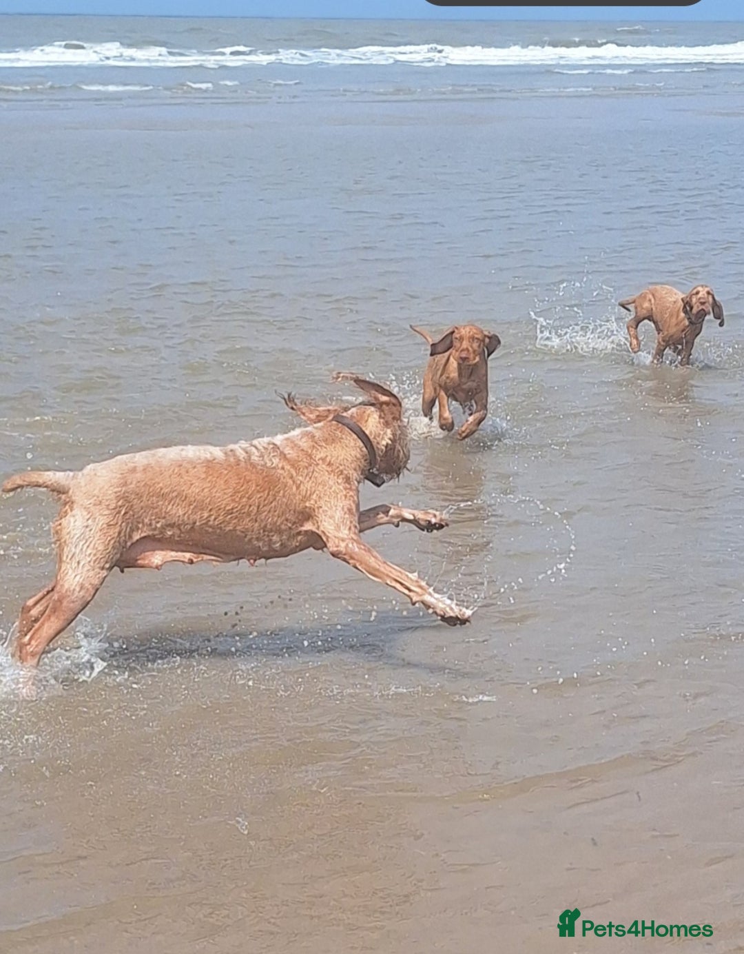 Hungarian Vizsla dogs for sale: Mark  - Image 1