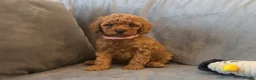 Cavapoo dogs for sale: Cavapoos Extensive DNA & Heart tested - Advert 27
