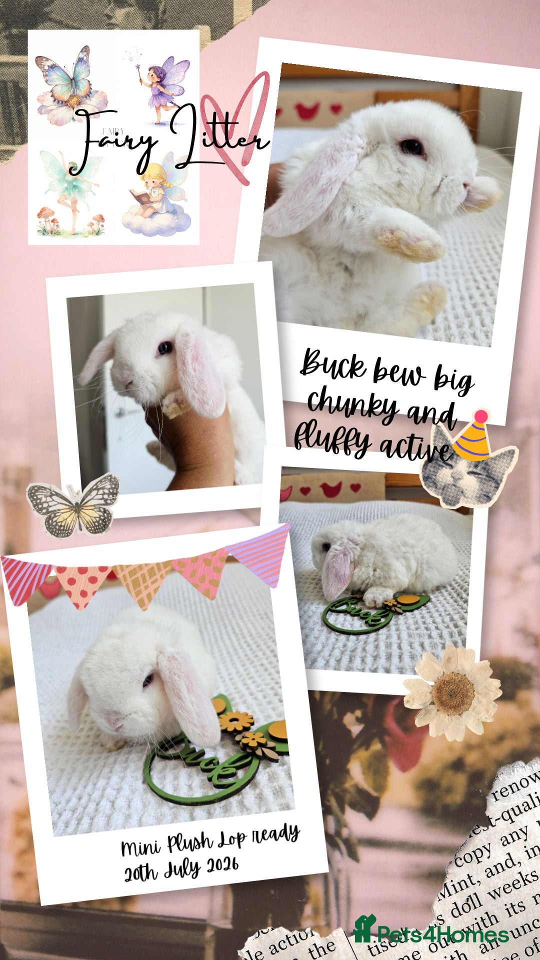 Mini Lop rabbits Mini Plush Lop Fairy Litter  - Suffolk - Advert 2