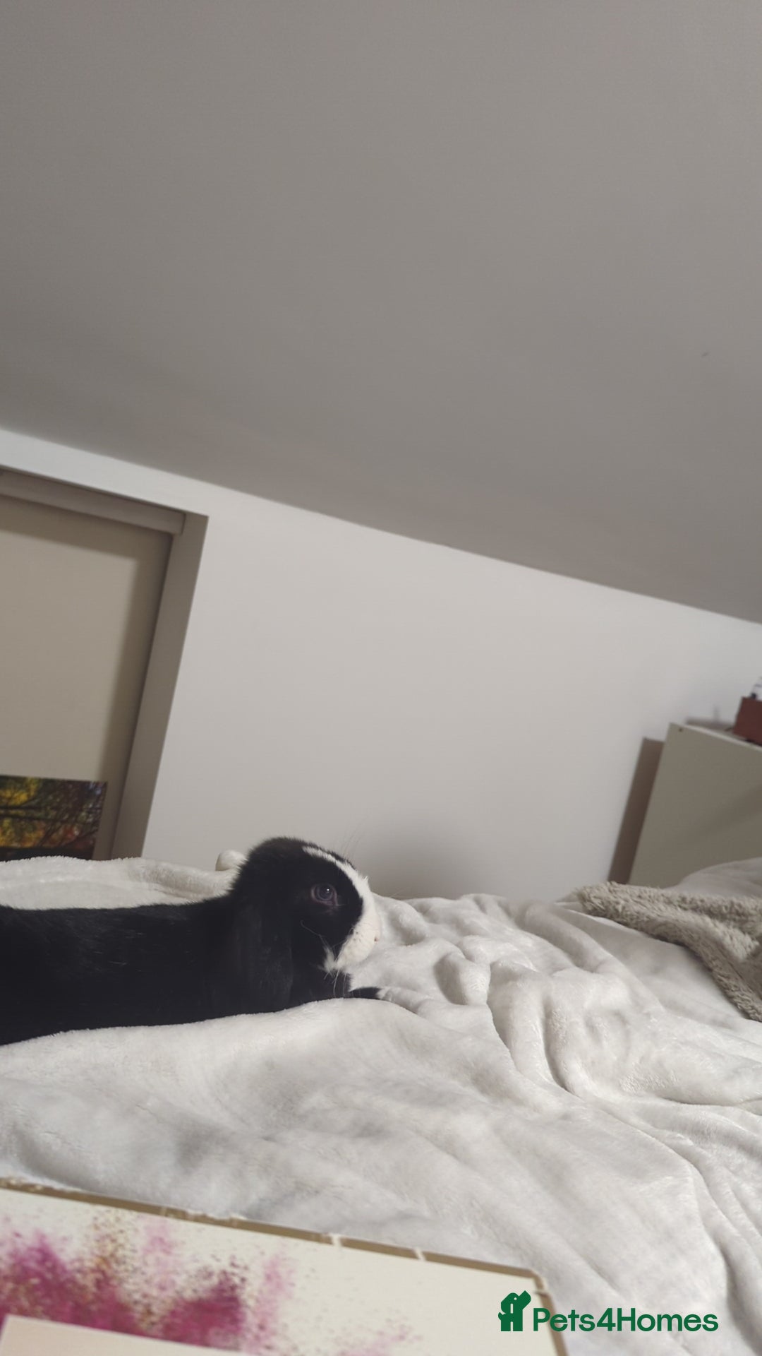 Mini Lop rabbits for sale: Mini Lop for a good home 🥰 - Image 19