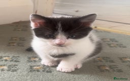 Mixed Breed cats for sale: 🐾 2 Super Friendly Male Kittens–Ready to Leave 🐾 - Image 4