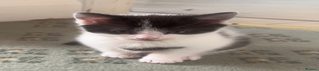 Miso