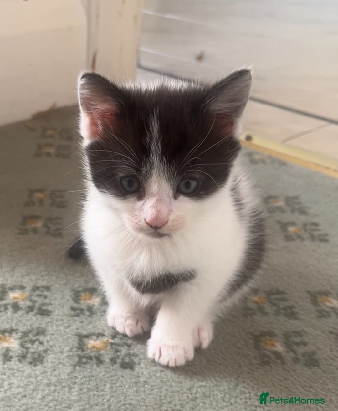 Mixed Breed cats for sale: 🐾 2 Super Friendly Male Kittens–Ready to Leave 🐾 - Image 4