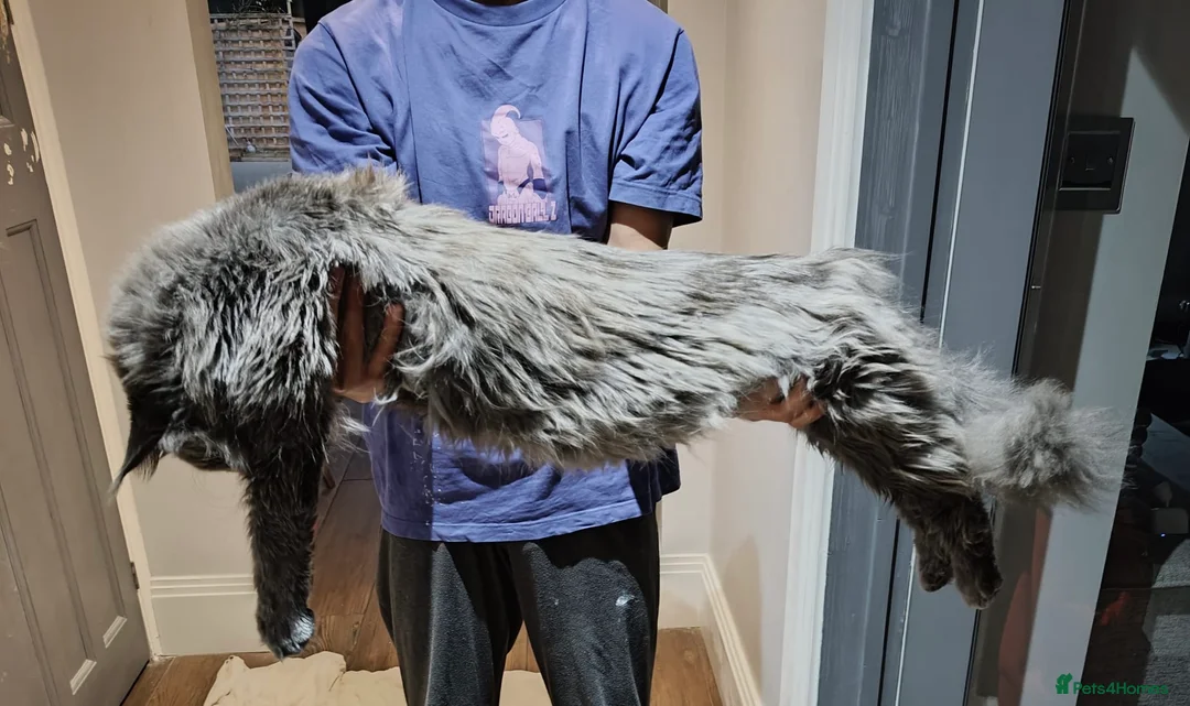 Maine Coon cats for stud: Maine Coon STUD Service Only - Not For Sale   in Woking - Advert 8