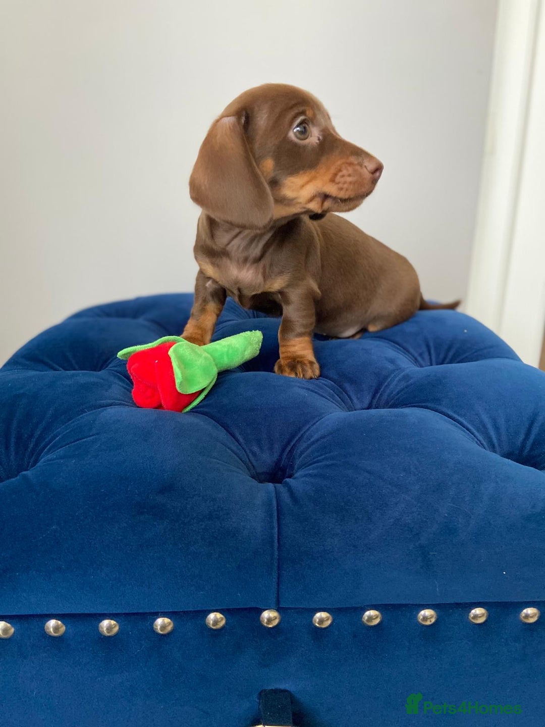 Miniature Dachshund dogs for sale: TURE MINIATURE DACHSHUND  - Advert 8