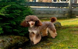 Mixed Breed dogs for sale: ABSOLUTELY STUNNING FOXYPOO PUPPIES - Image 11