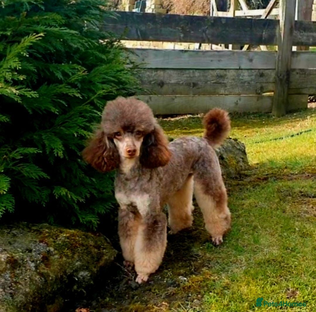 Mixed Breed dogs for sale: ABSOLUTELY STUNNING FOXYPOO PUPPIES - Image 11