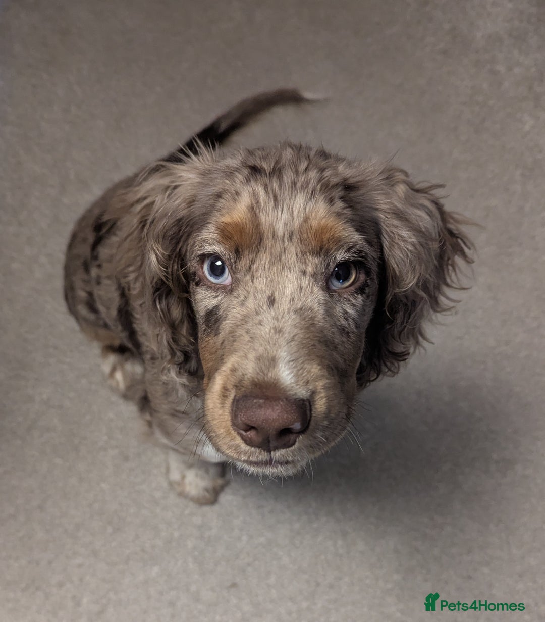 Cocker Spaniel dogs for sale: Cute 5 Month Old Puppy Looking for a Forever Home - Advert 1
