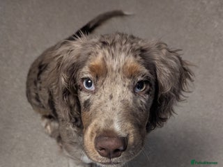 Cocker Spaniel dogs Cute 5 Month Old Puppy Looking for a Forever Home - Advert 1