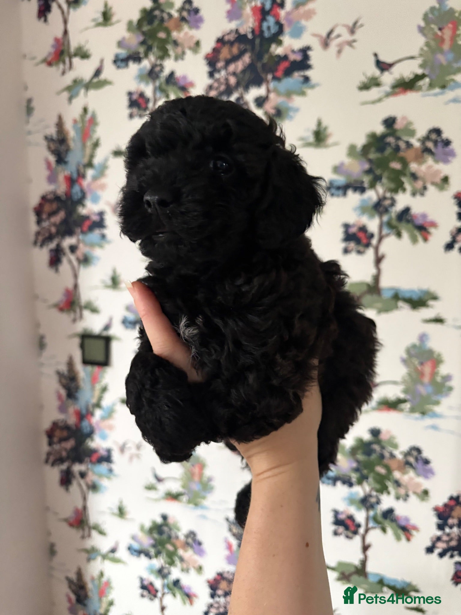 Cavapoo dogs Cavapoo 1 Boy Left Ready Now  ❤️🐶 - Advert 8