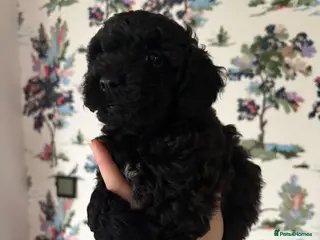 Cavapoo dogs Cavapoo 1 Boy Left Ready Now ❤️🐶 - Advert 8