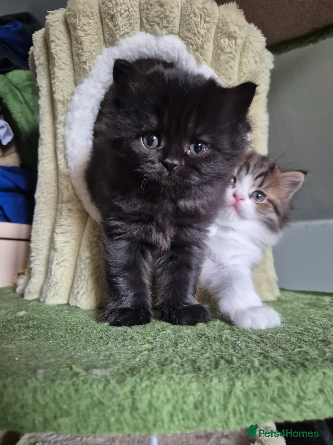 Persian cats for sale: 3/4 persian kittens for sale - Advert 16