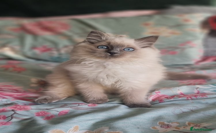 Ragdoll cats - Advert 2