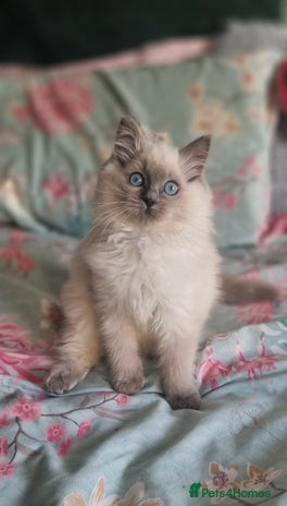 Ragdoll cats - Advert 4