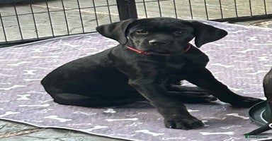 Cane Corso dogs in Newark - Advert 3