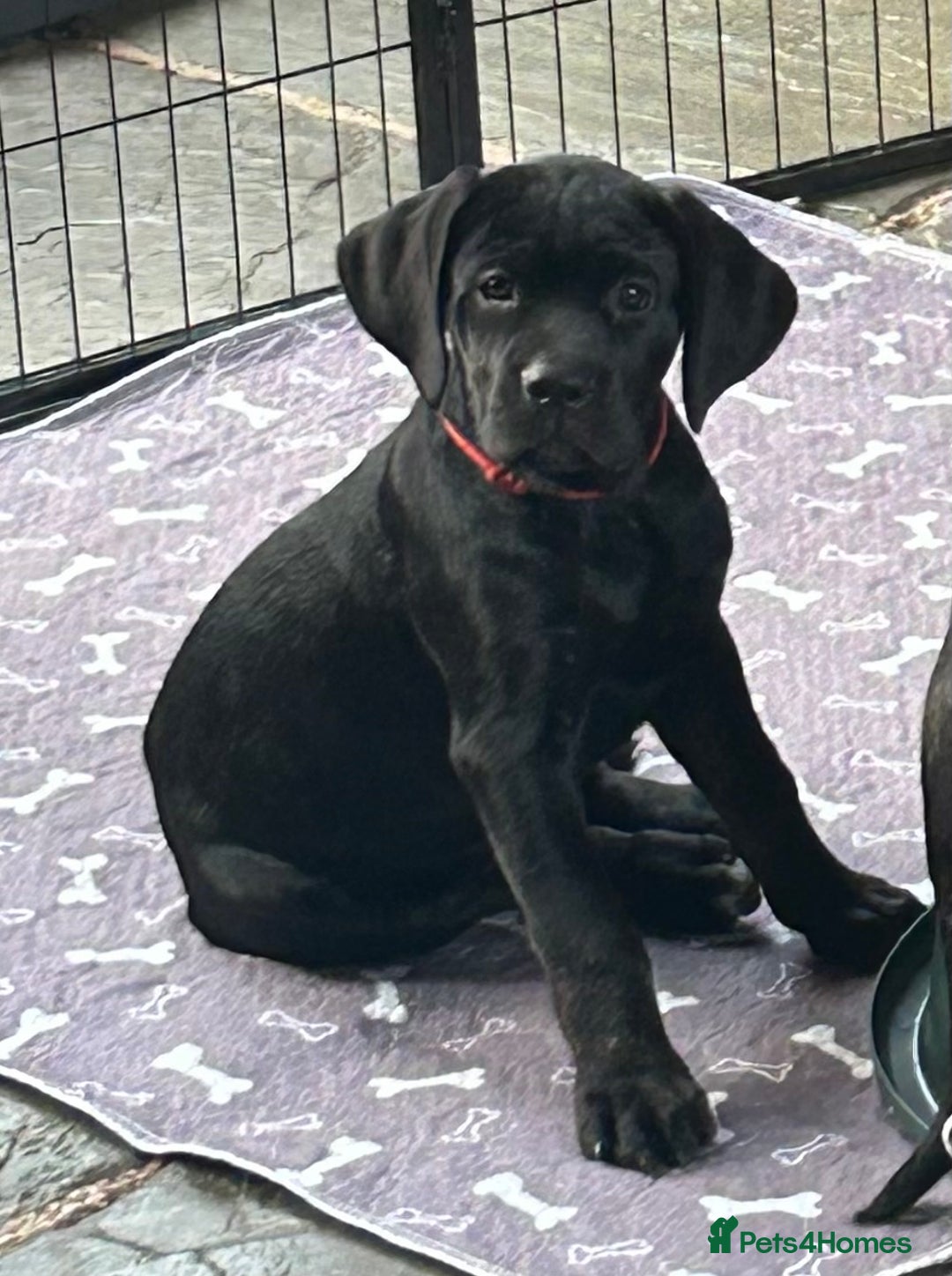 Cane Corso dogs for sale: Full Cane Corso, 1 Black Male remaining  in Newark - Image 9
