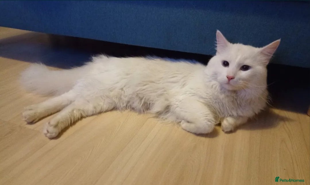 Siberian cats for sale: Georgeous Siberian (mix) kittens - Image 15