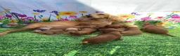 Cockapoo dogs for sale: Stunning toy cockapoo puppy’s  - Advert 11