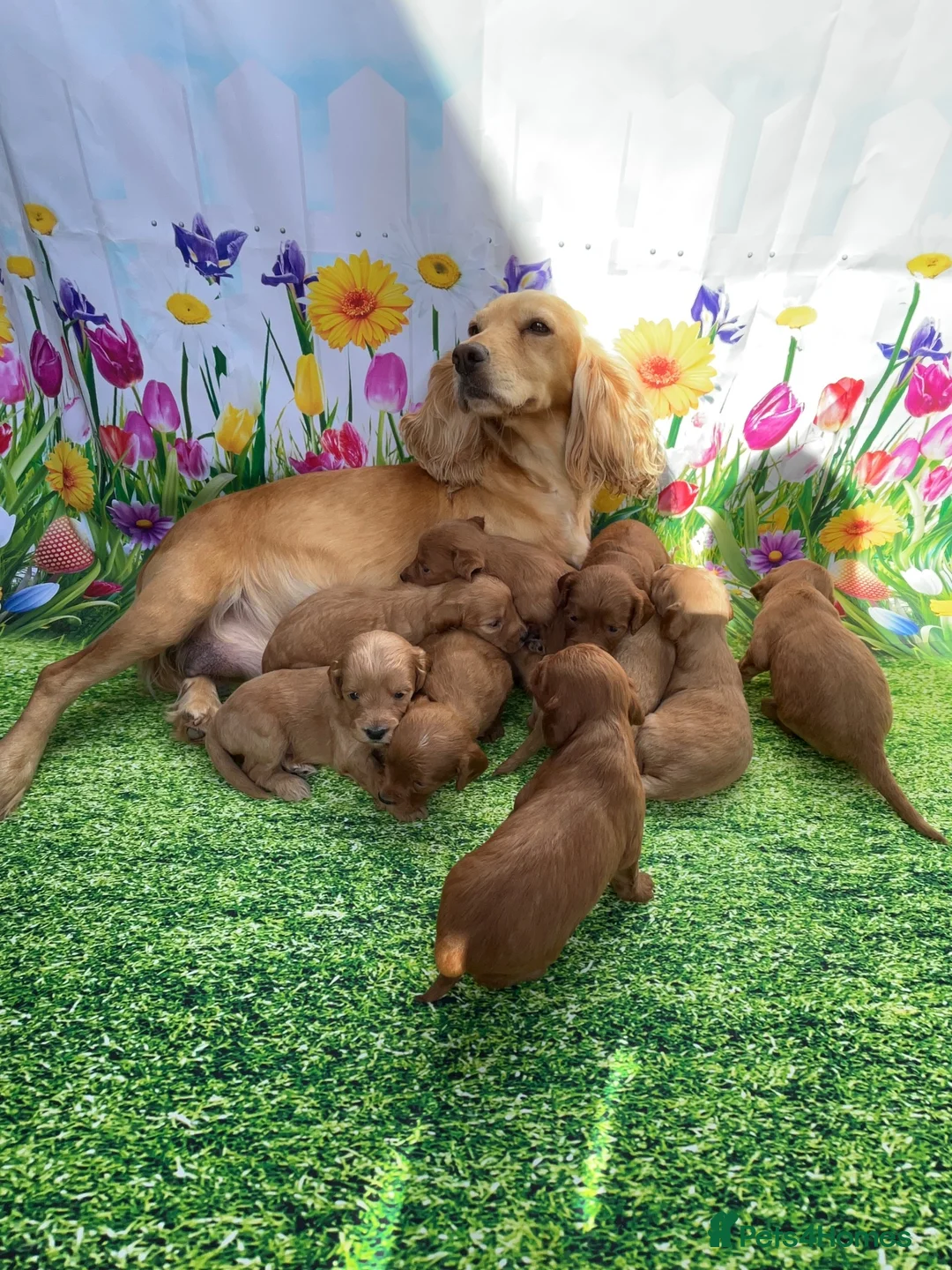 Cockapoo dogs for sale: Stunning toy cockapoo puppy’s  - Advert 11