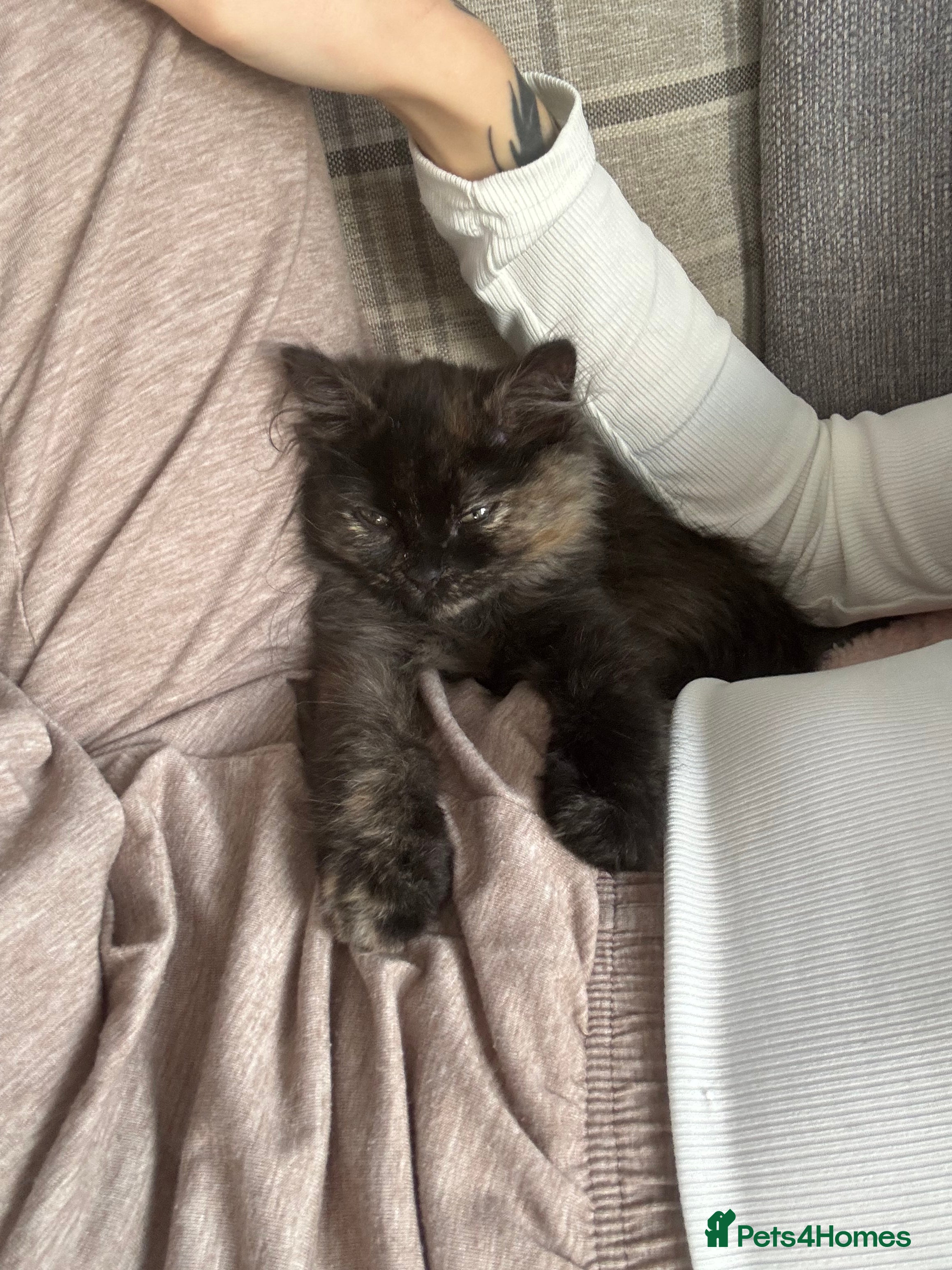 British Longhair cats Kitten in Towcester - Advert 3